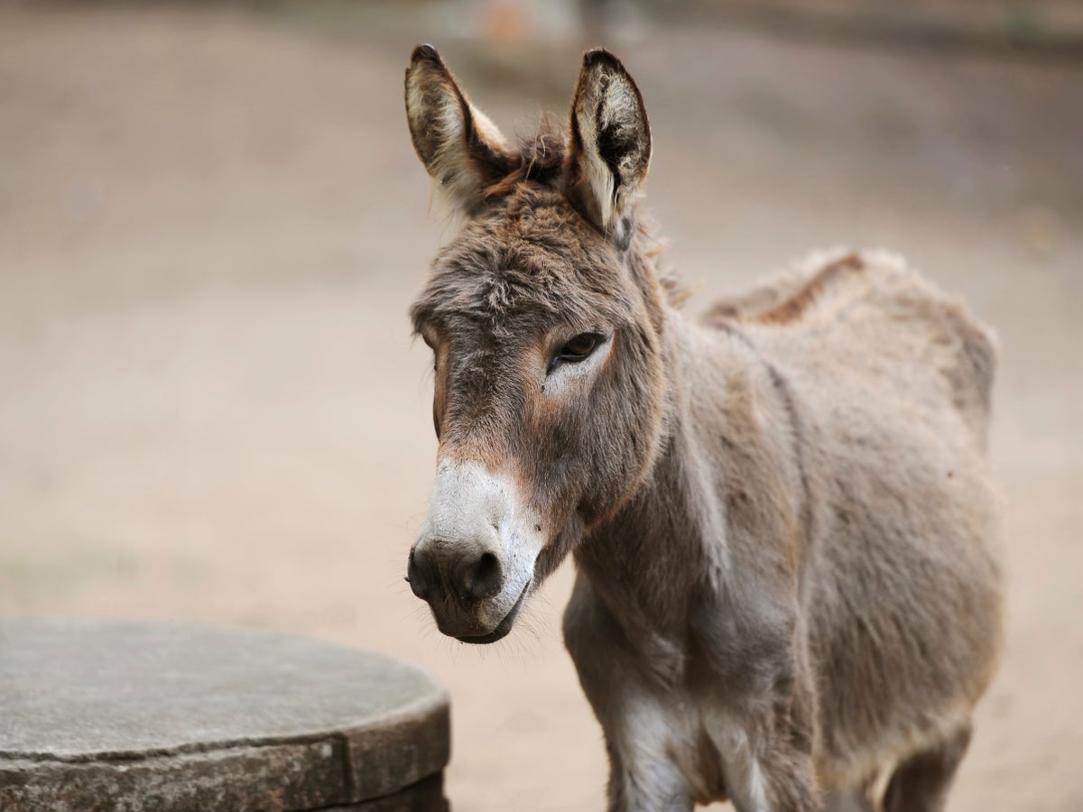Be the Donkey - Artesian Ministries